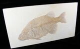 Large, Phareodus Fish Fossil - Wyoming #12656-1
